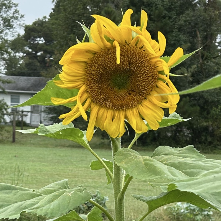 community garden sunflower