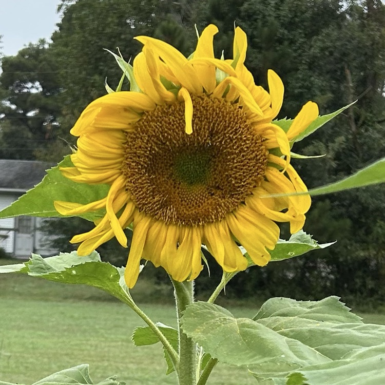 sunflower in community garden