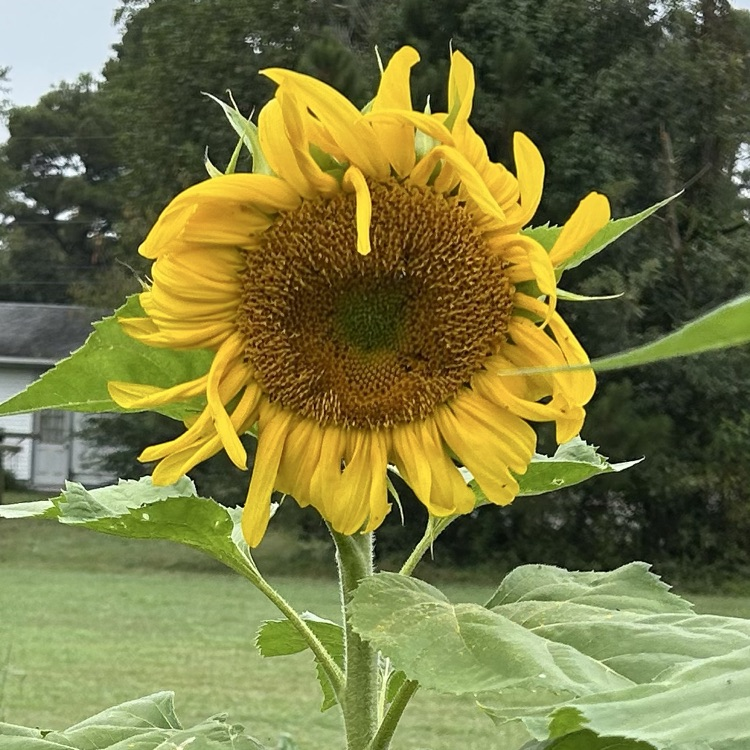 sunflower in community garden