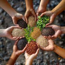hands holding seeds