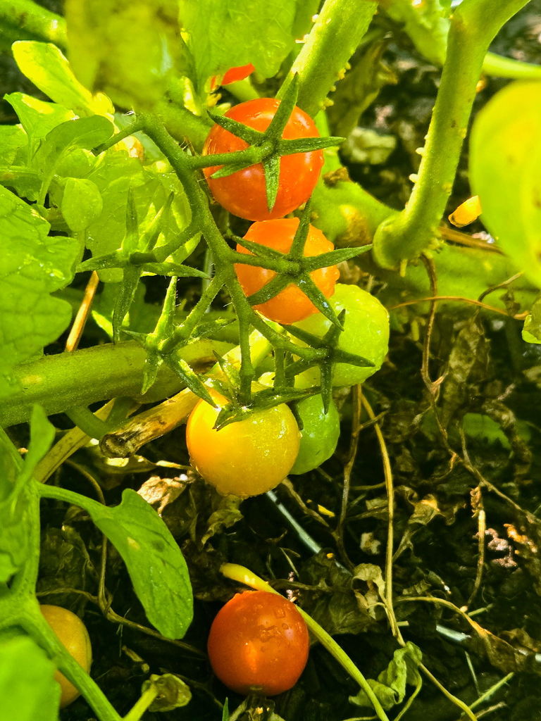 cherry tomatoes