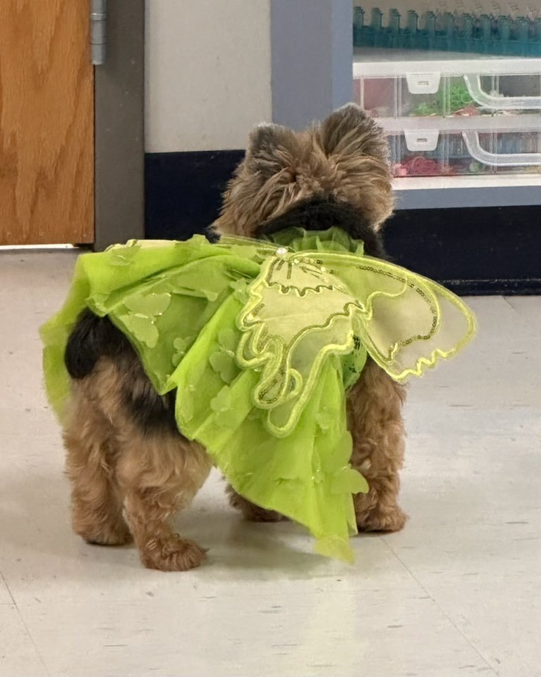 Trunk or Treat at SDHS 2025