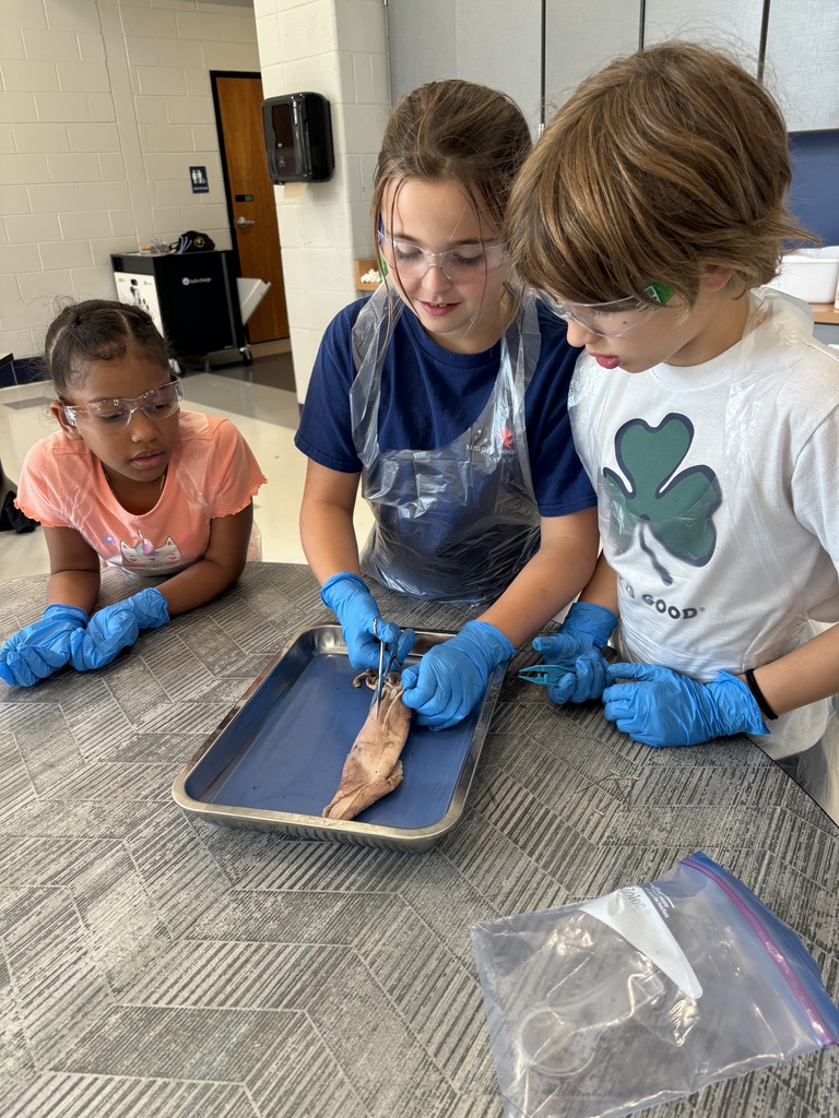 Three elementary students wearing goggles and blue gloves work together to dissect a squid. One student uses scissors to cut into the squid while the others watch and assist.