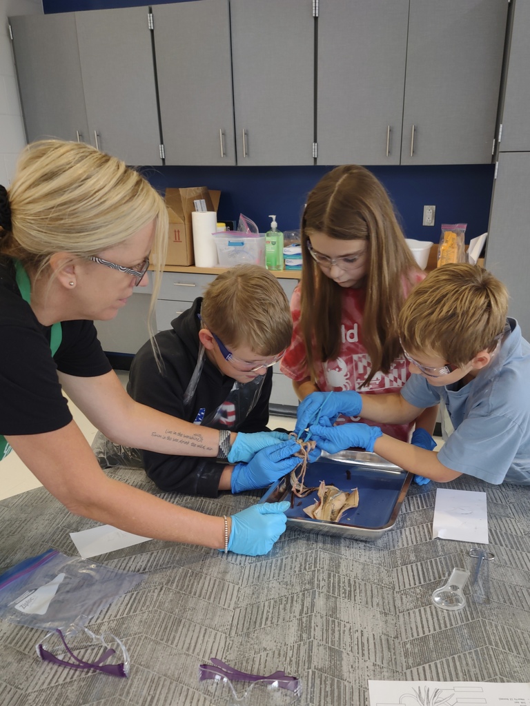 Showell students examining a squid
