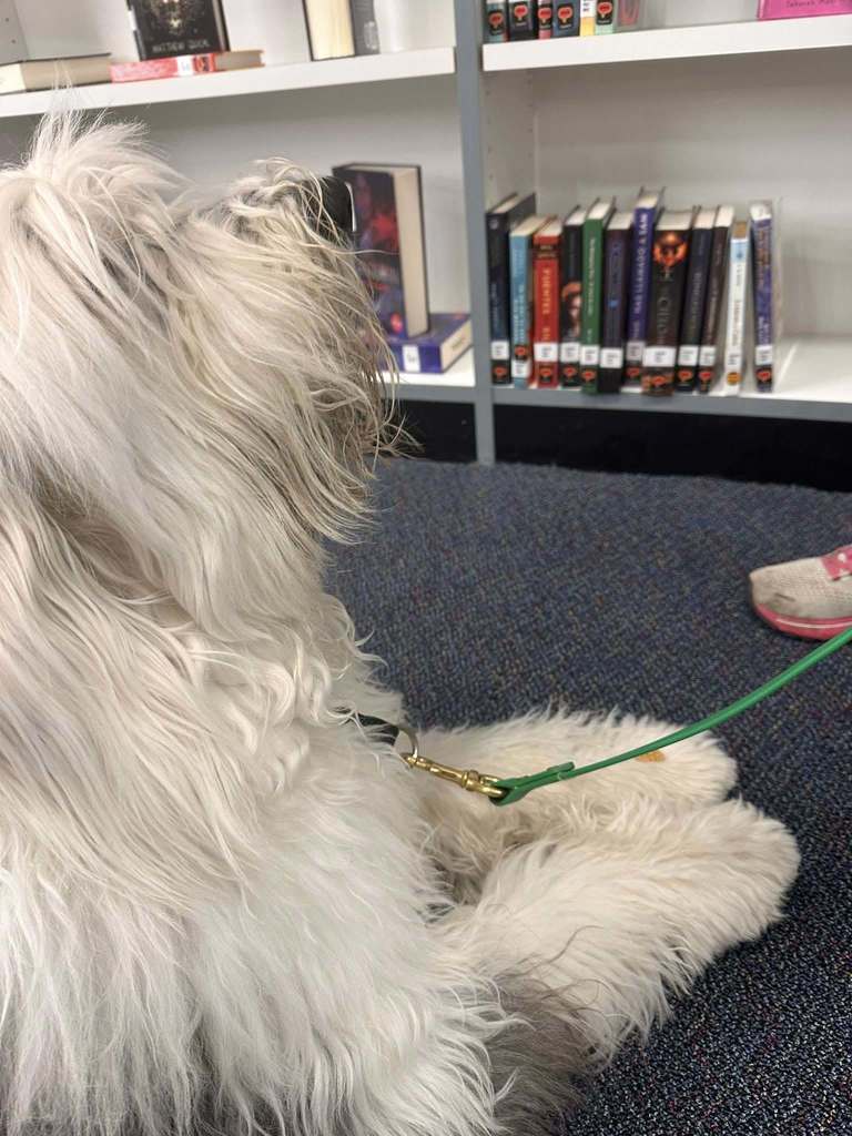 Dog Therapy day at SDHS