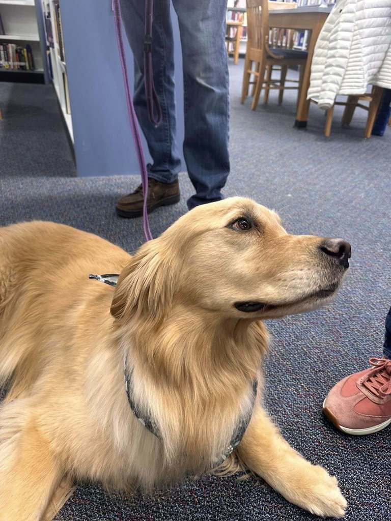 Dog Therapy day at SDHS