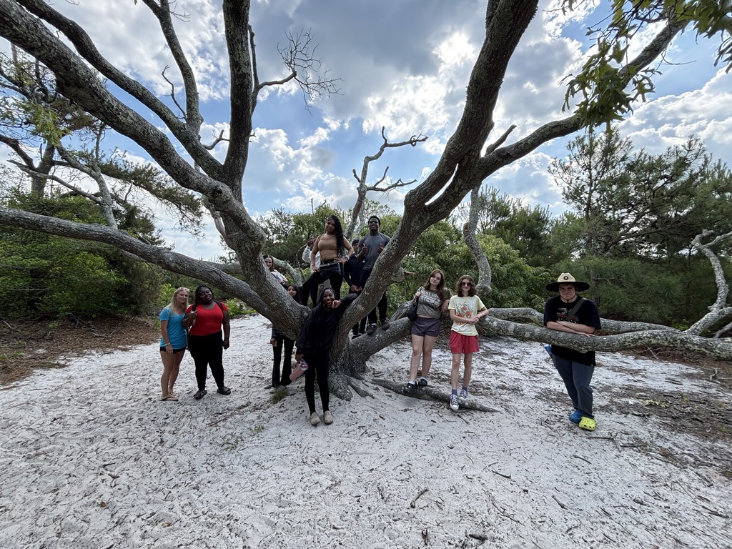 The Assateague Tree
