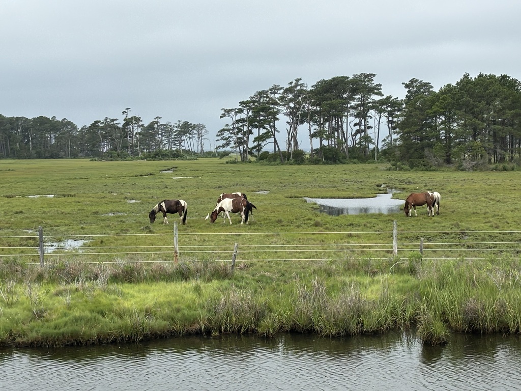 Horses at Assateague