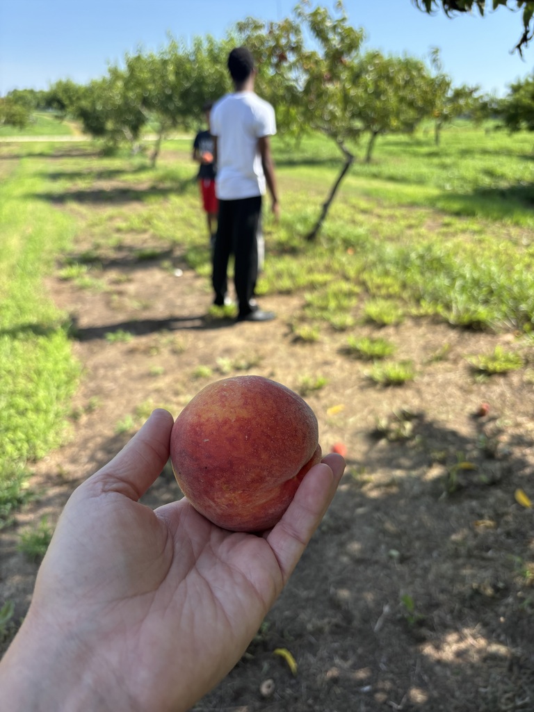 Peach Farm