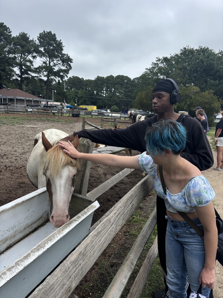 Petting Horses