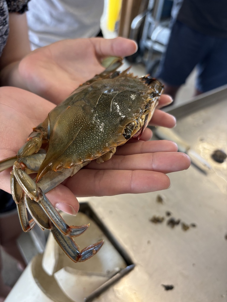 Soft Shell Crab