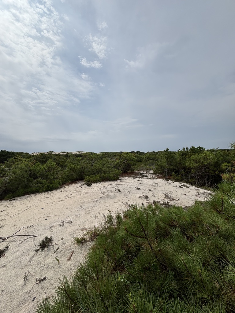 Assateague picture