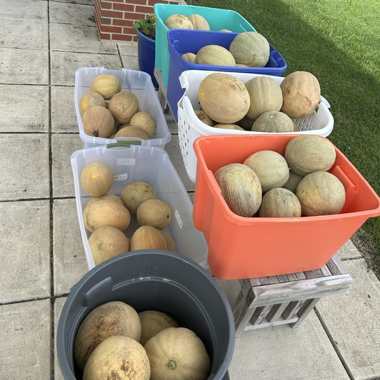 cantaloupe