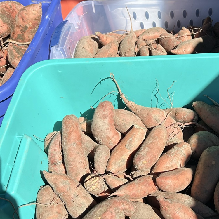 sweet potatoes