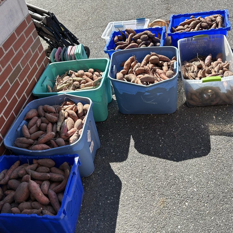 bins of sweet potatoes