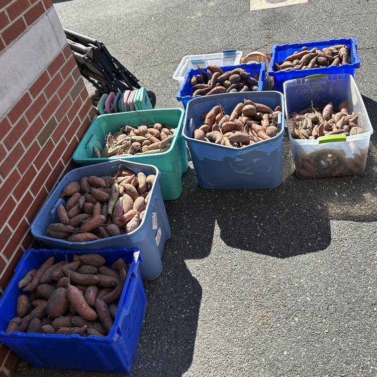 sweet potatoes in bins 
