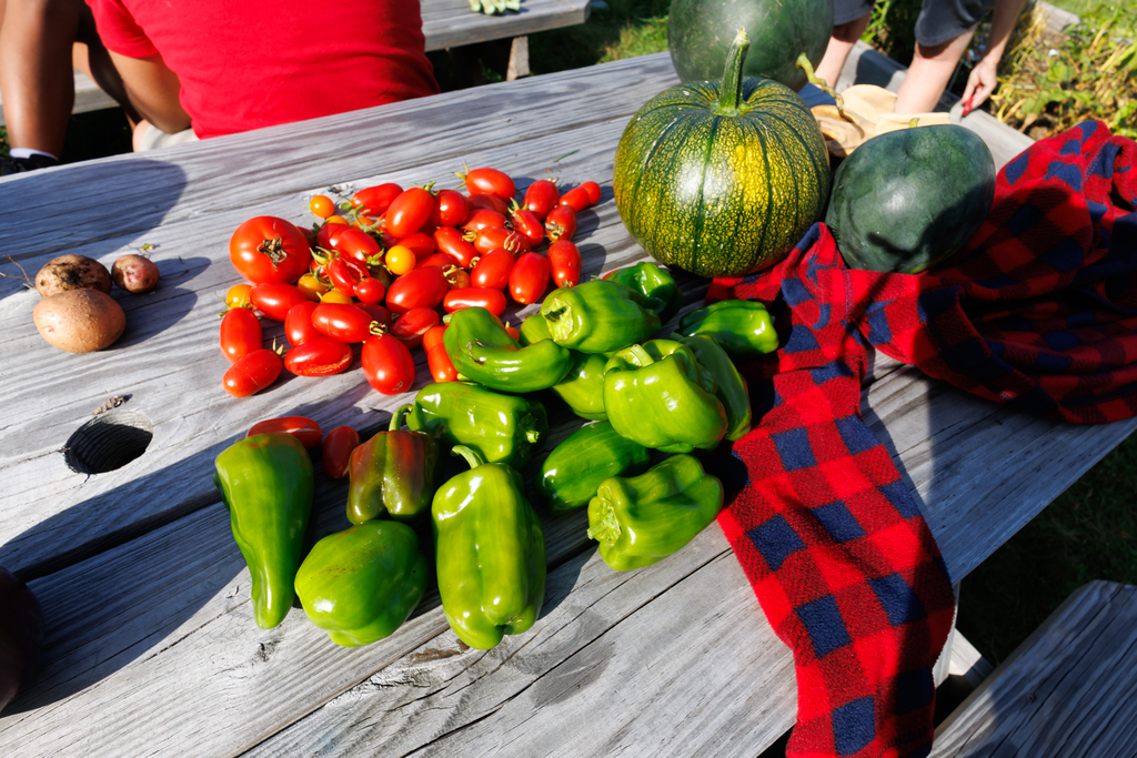 A table of fresh produce picked from the Clark Street garden.