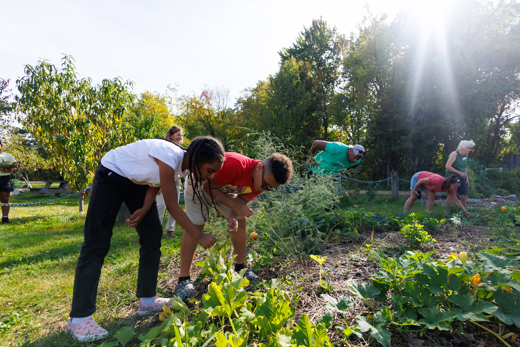Two students look for a pumpkin in a pumpkin patch at the Clark Street garden.