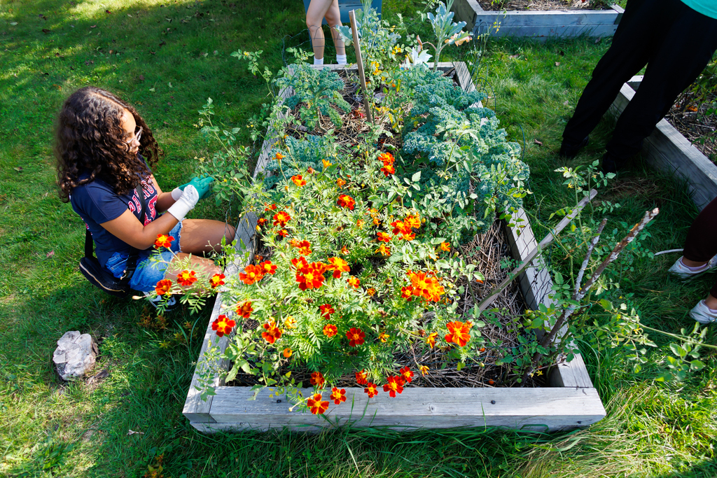 A student harvests flowers at the Clark Street garden.