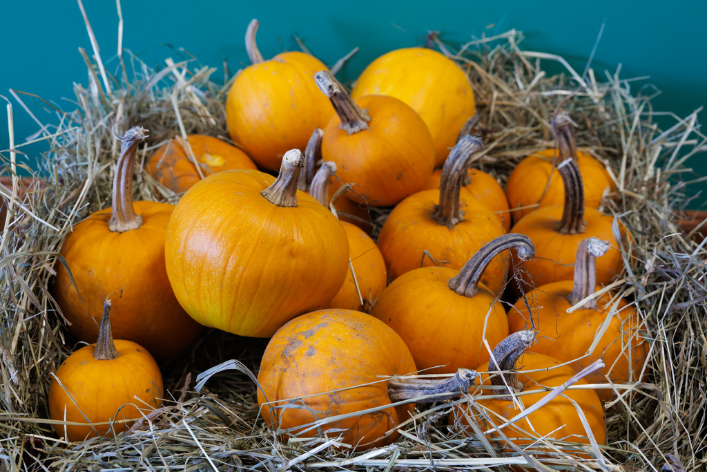 A basket of donated pumpkins.