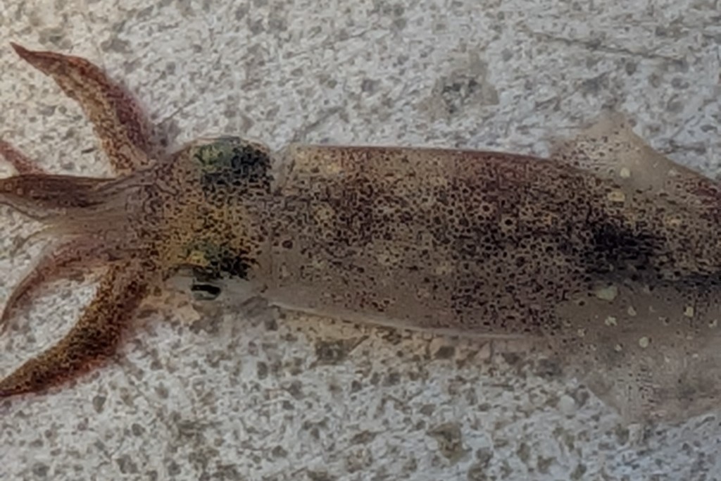 A close-up view of a squid with textured skin and tentacles.