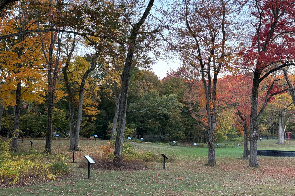 A park scene with trees displaying vibrant autumn colors.