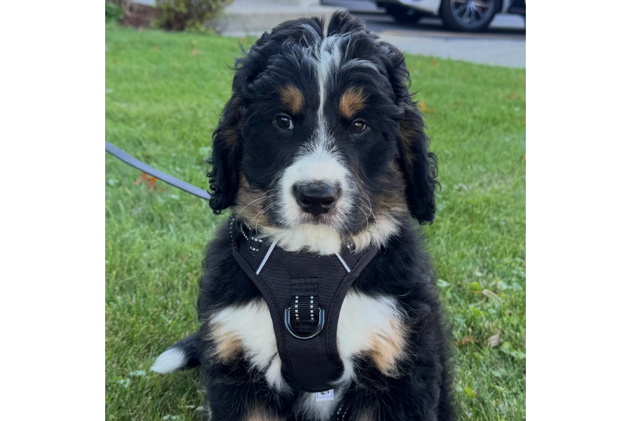 A fluffy puppy with black, white, and brown fur sits on green grass.