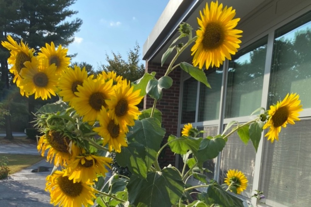 A cluster of vibrant yellow sunflowers basks in the sunlight.