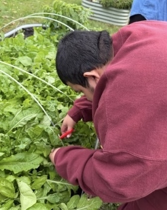 Students and staff in the WPS Transition Program harvest vegetables outside.