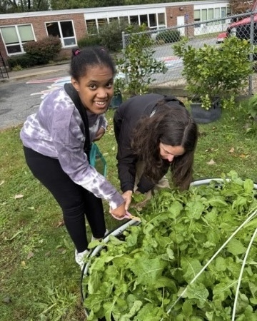Students and staff in the WPS Transition Program harvest vegetables outside.