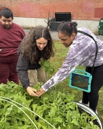 Students and staff in the WPS Transition Program harvest vegetables outside.
