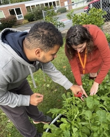 Students and staff in the WPS Transition Program harvest vegetables outside.