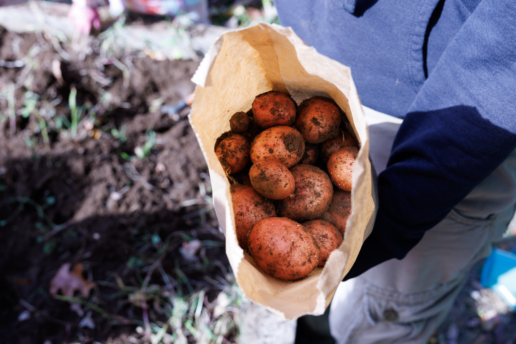 A bag full of potatoes harvested by students.