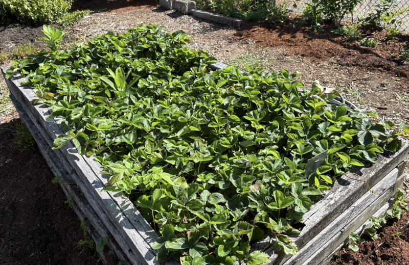 Plants in a garden bed