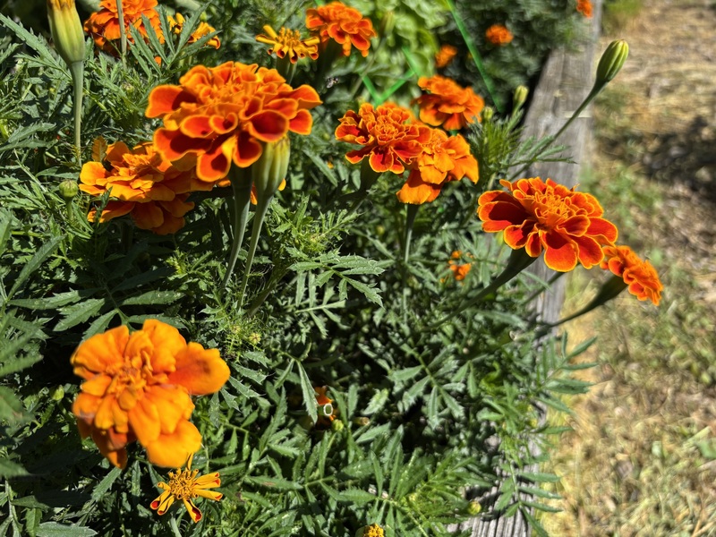 Flowers in a garden bed