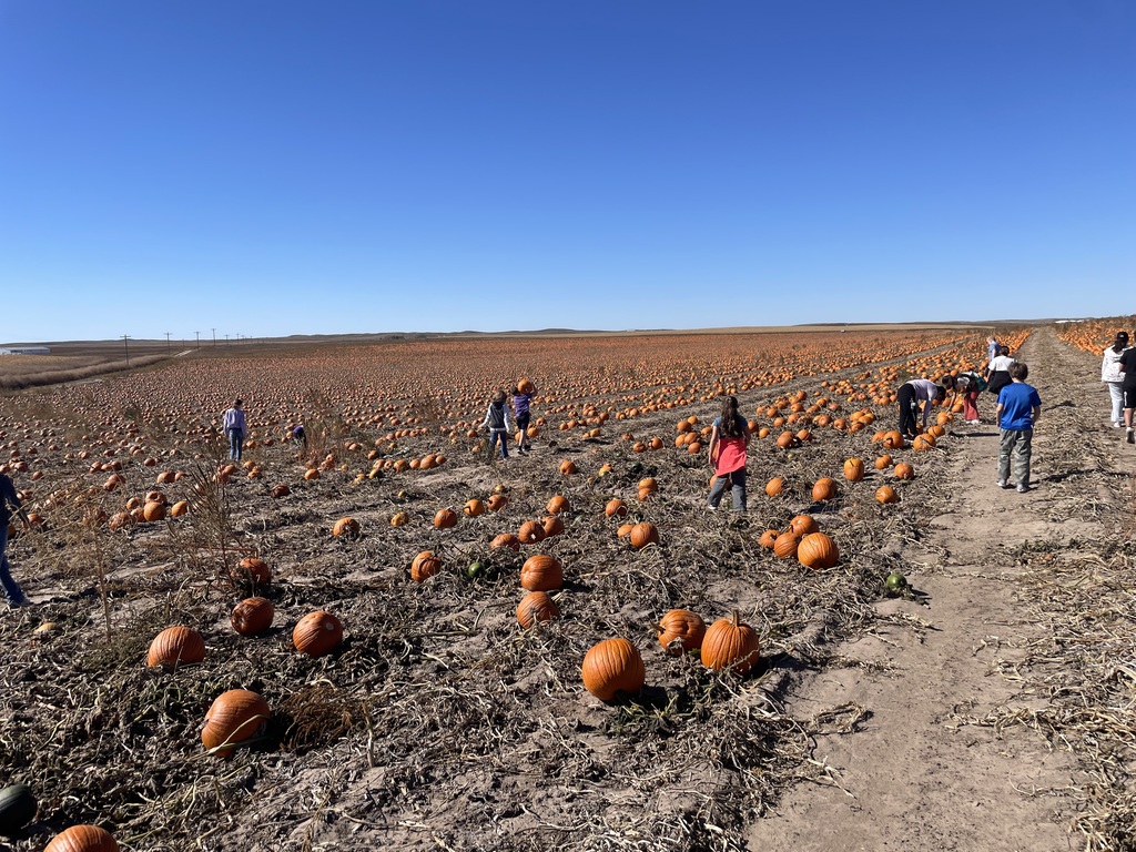 pumpkin patch