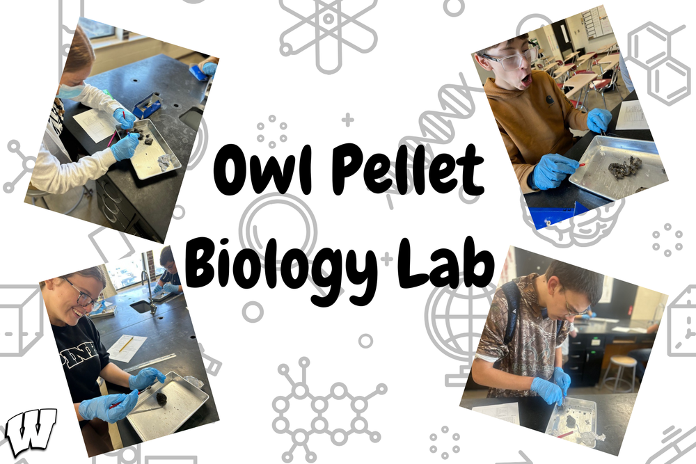 Owl Pellet Biology Lab