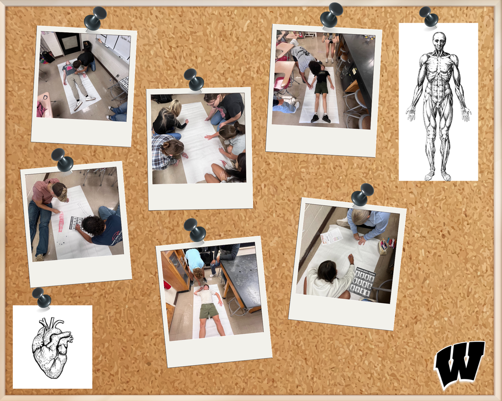 Body System Activity