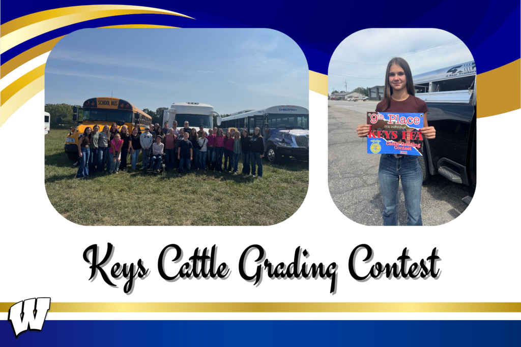 Keys Cattle Grading Contest