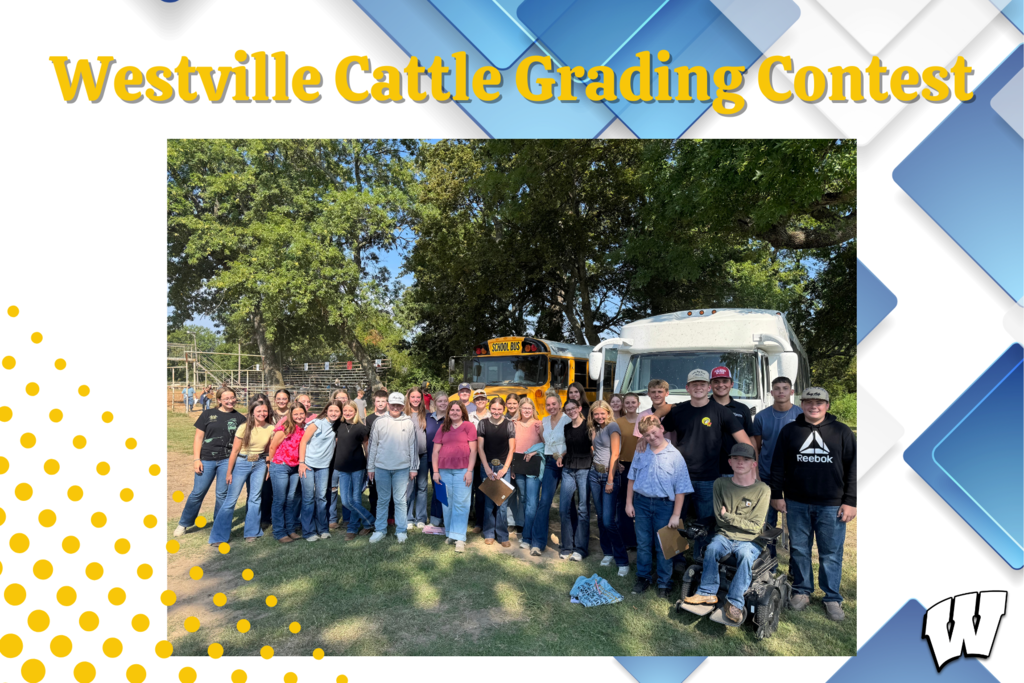 Westville Cattle Grading 