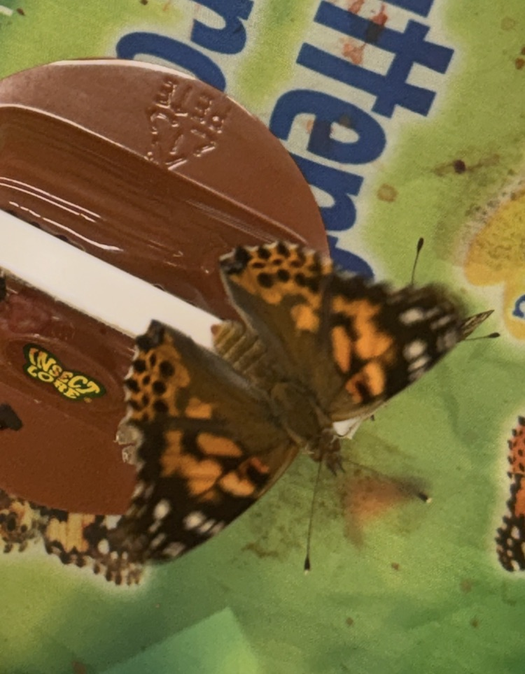 butterflies