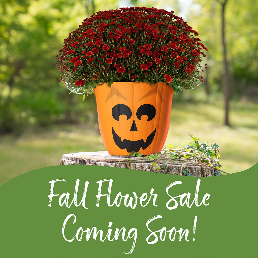 Fall Flower Sale