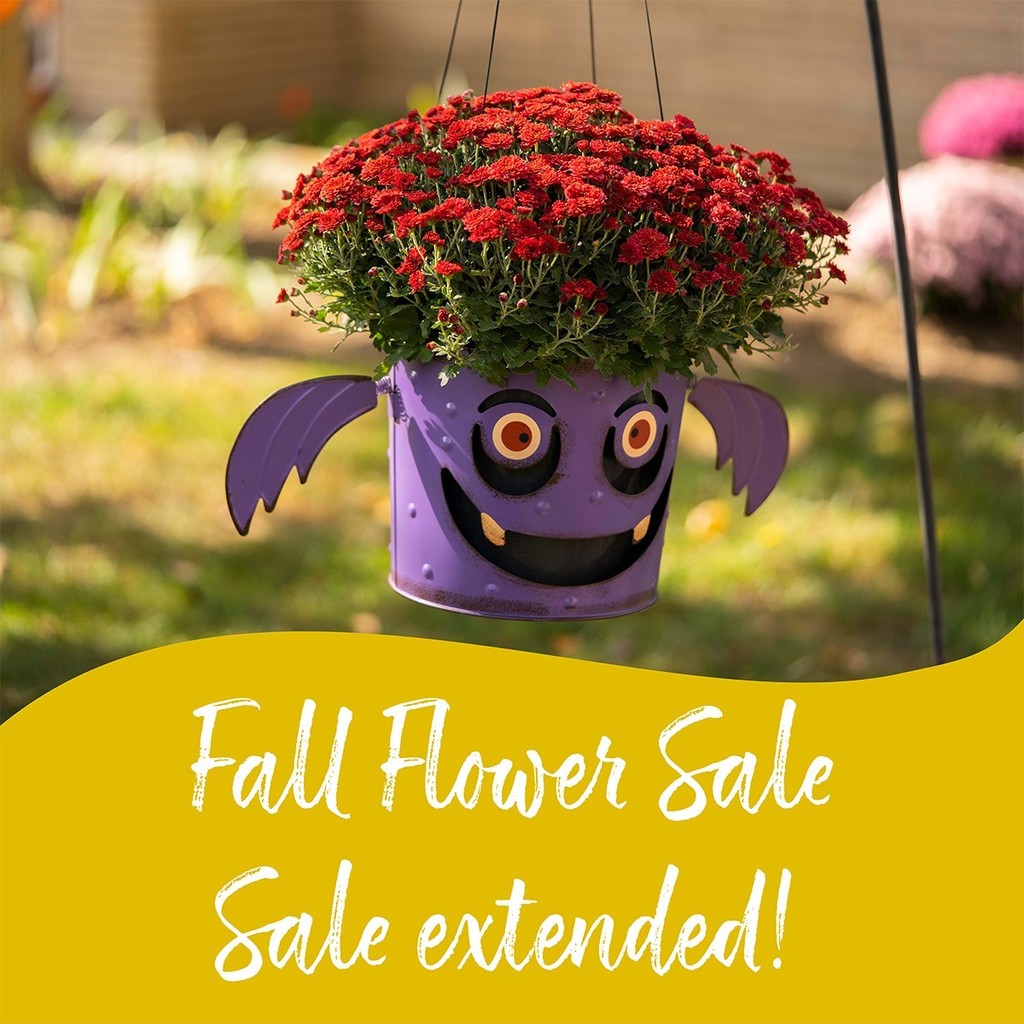 Fall Flower Sale Extended
