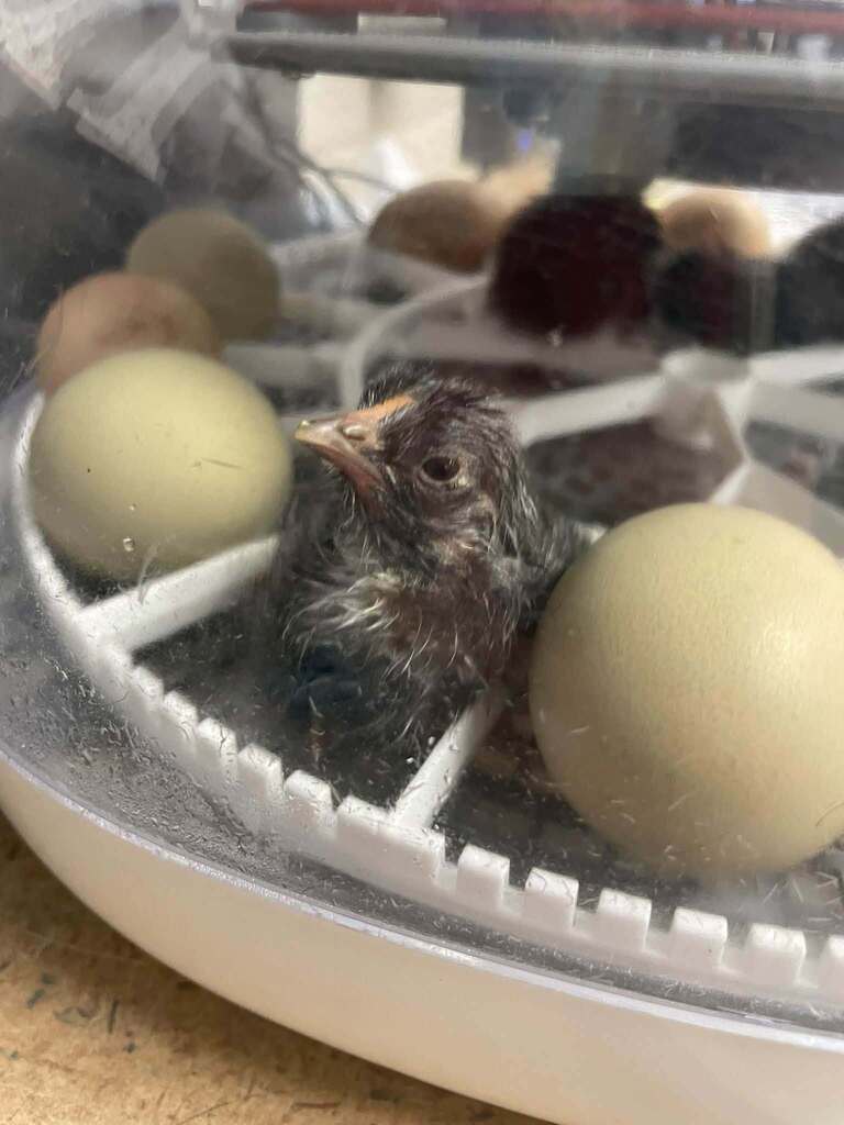 Newly hatched chick looks out of the incubator.
