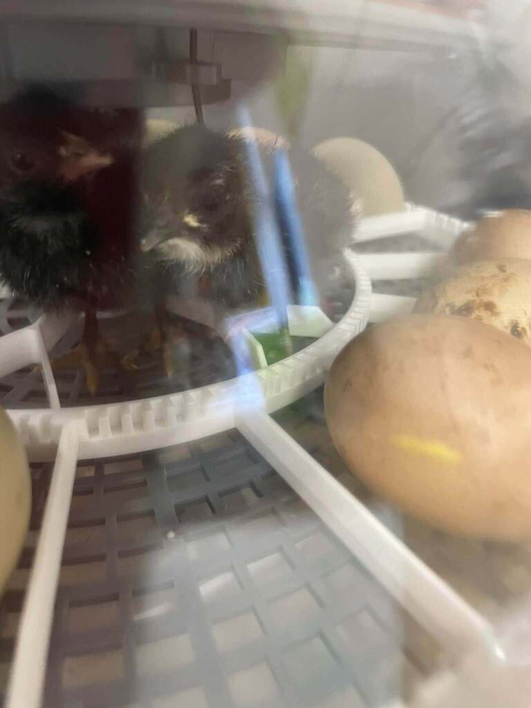 Chicks hatching from their eggs in the incubator.
