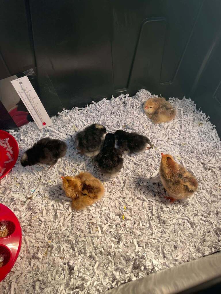 Has of Wednesday, 7 chicks have hatched so far.
