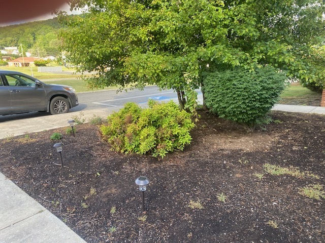 picture of tree and bushes with solar lights