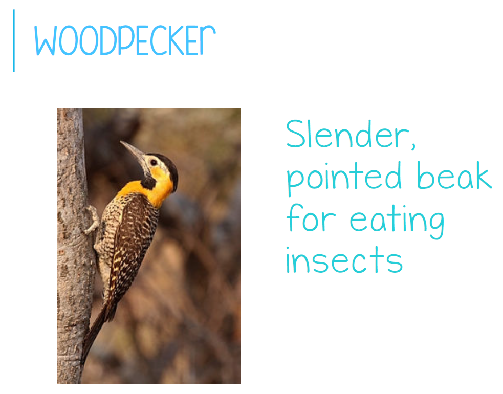 woodpecker