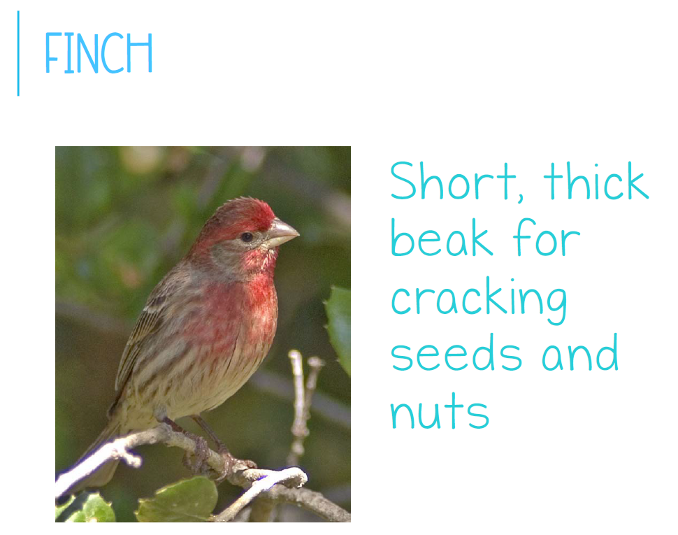 finch