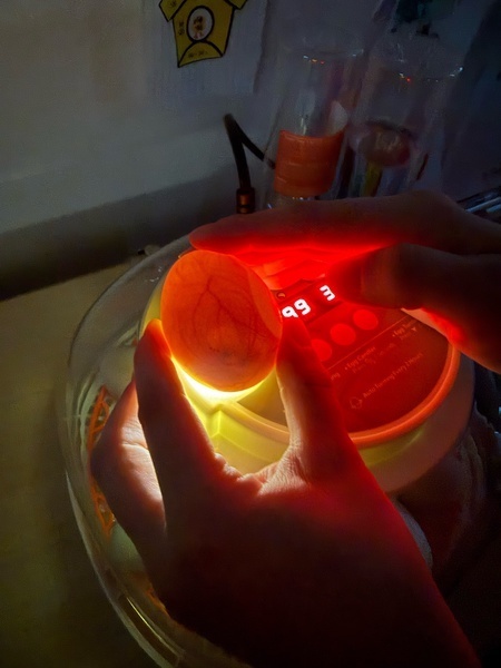 candling eggs 